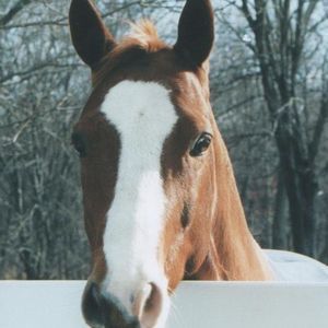 Meet your Posher, Annmarie